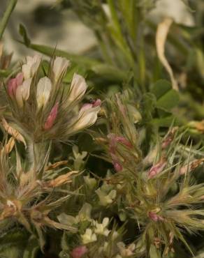 Fotografia 14 da espécie Trifolium stellatum no Jardim Botânico UTAD