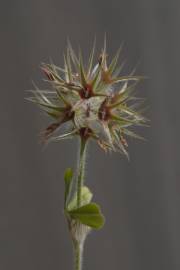 Fotografia da espécie Trifolium stellatum