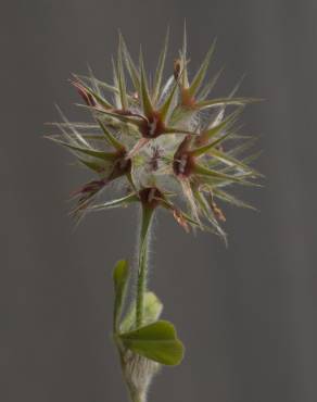 Fotografia 15 da espécie Trifolium stellatum no Jardim Botânico UTAD