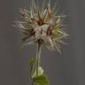 Fotografia 15 da espécie Trifolium stellatum do Jardim Botânico UTAD
