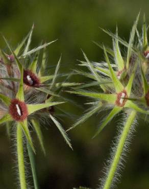 Fotografia 16 da espécie Trifolium stellatum no Jardim Botânico UTAD