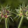 Fotografia 16 da espécie Trifolium stellatum do Jardim Botânico UTAD