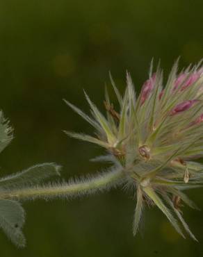 Fotografia 17 da espécie Trifolium stellatum no Jardim Botânico UTAD