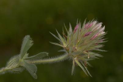 Fotografia da espécie Trifolium stellatum