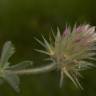 Fotografia 17 da espécie Trifolium stellatum do Jardim Botânico UTAD