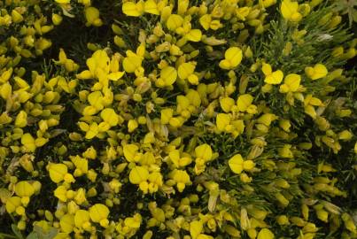 Fotografia da espécie Ulex erinaceus