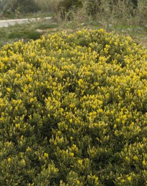 Fotografia 3 da espécie Ulex erinaceus no Jardim Botânico UTAD