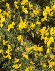 Ulex erinaceus