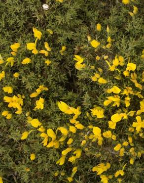 Fotografia 6 da espécie Ulex erinaceus no Jardim Botânico UTAD