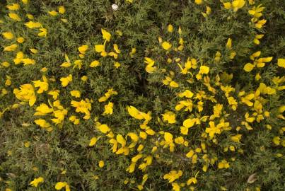 Fotografia da espécie Ulex erinaceus