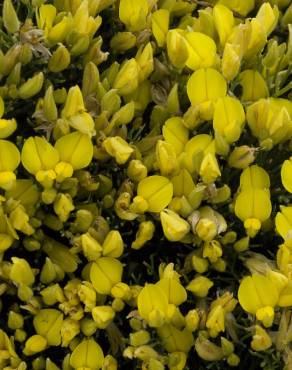 Fotografia 8 da espécie Ulex erinaceus no Jardim Botânico UTAD