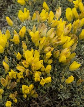 Fotografia 9 da espécie Ulex erinaceus no Jardim Botânico UTAD