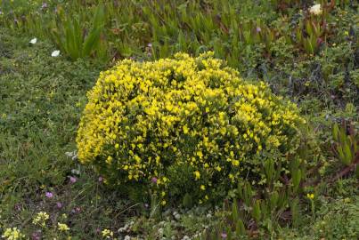 Fotografia da espécie Ulex erinaceus