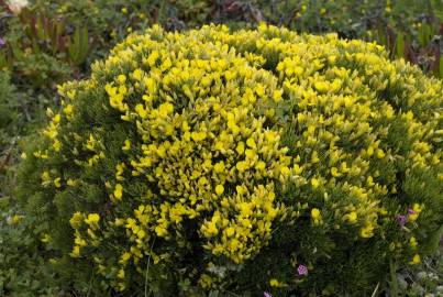 Fotografia da espécie Ulex erinaceus