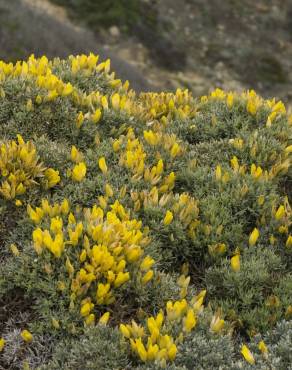 Fotografia 12 da espécie Ulex erinaceus no Jardim Botânico UTAD