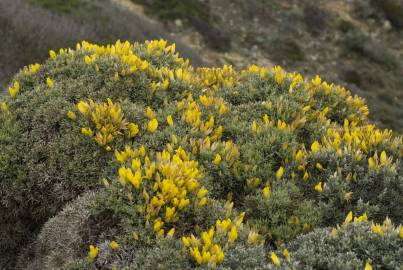 Fotografia da espécie Ulex erinaceus