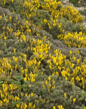 Fotografia 13 da espécie Ulex erinaceus no Jardim Botânico UTAD