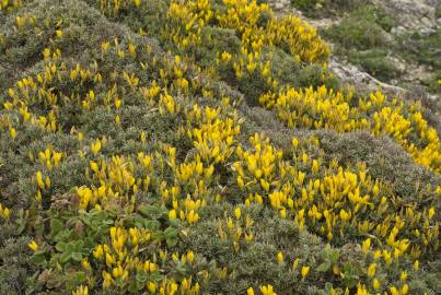 Fotografia da espécie Ulex erinaceus