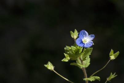 Fotografia da espécie Veronica agrestis