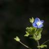 Fotografia 8 da espécie Veronica agrestis do Jardim Botânico UTAD