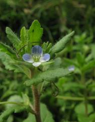 Veronica agrestis