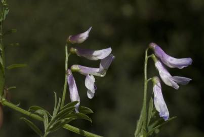 Fotografia da espécie Vicia parviflora