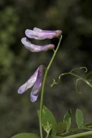 Fotografia da espécie Vicia parviflora