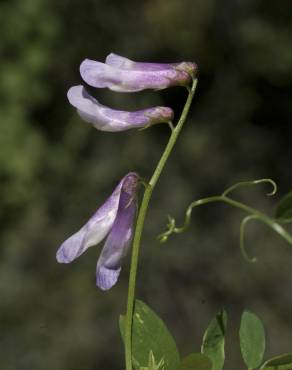 Fotografia 3 da espécie Vicia parviflora no Jardim Botânico UTAD