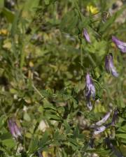 Fotografia da espécie Vicia parviflora