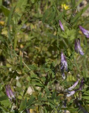 Fotografia 1 da espécie Vicia parviflora no Jardim Botânico UTAD