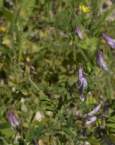 Fotografia de capa Vicia parviflora - do Jardim Botânico