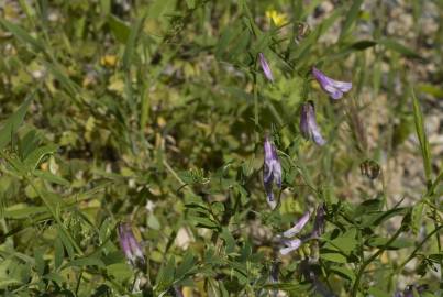 Fotografia da espécie Vicia parviflora