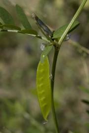 Fotografia da espécie Vicia parviflora