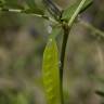 Fotografia 4 da espécie Vicia parviflora do Jardim Botânico UTAD
