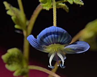 Fotografia da espécie Veronica agrestis