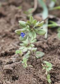 Fotografia da espécie Veronica triphyllos