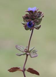 Fotografia da espécie Veronica triphyllos