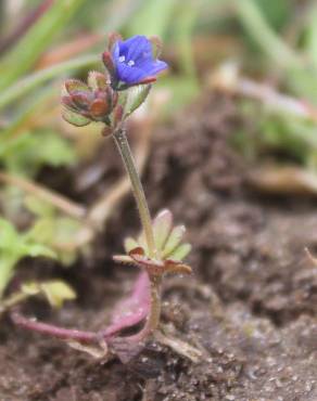 Fotografia 1 da espécie Veronica triphyllos no Jardim Botânico UTAD