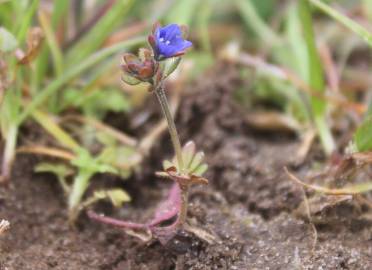 Fotografia da espécie Veronica triphyllos