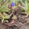 Fotografia 1 da espécie Veronica triphyllos do Jardim Botânico UTAD