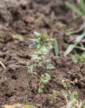 Fotografia 6 da espécie Veronica triphyllos no Jardim Botânico UTAD