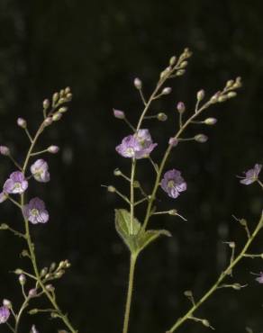 Fotografia 5 da espécie Veronica urticifolia no Jardim Botânico UTAD