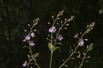 Fotografia da espécie Veronica urticifolia