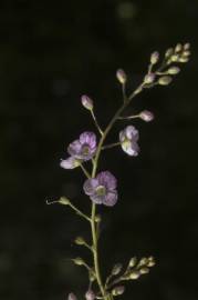 Fotografia da espécie Veronica urticifolia