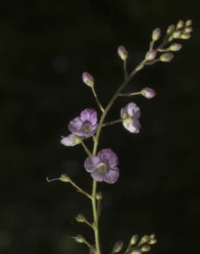 Fotografia 6 da espécie Veronica urticifolia no Jardim Botânico UTAD