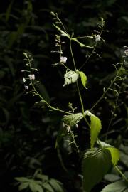 Fotografia da espécie Veronica urticifolia