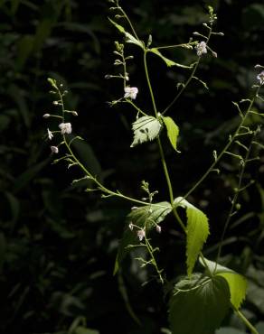 Fotografia 7 da espécie Veronica urticifolia no Jardim Botânico UTAD