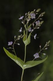 Fotografia da espécie Veronica urticifolia