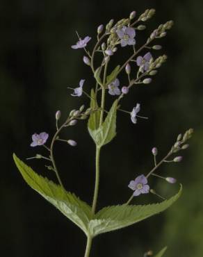 Fotografia 8 da espécie Veronica urticifolia no Jardim Botânico UTAD