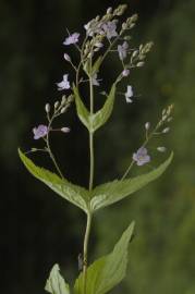 Fotografia da espécie Veronica urticifolia